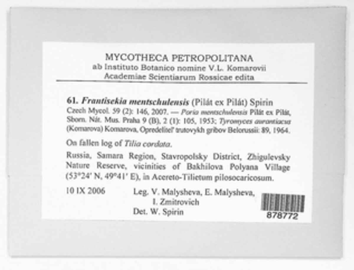 Antrodiella mentschulensis image